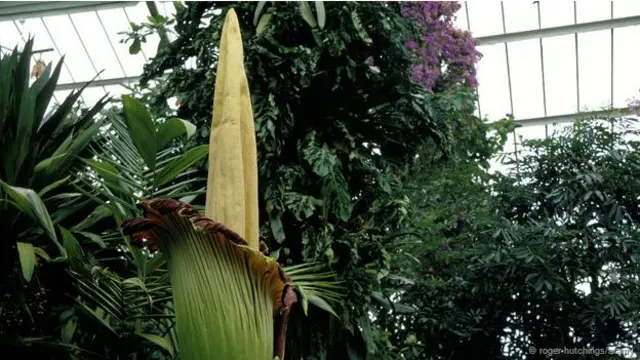 Amorphophallus titanium