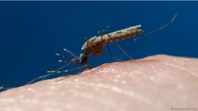 Mosquito picado a un ser humano