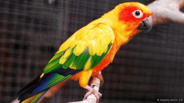 Un loro
