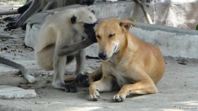 Un perro y un mono