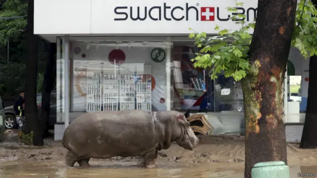 Daşqın zamanı Tbilisi zooparkından 30-a yaxın vəhşi heyvan qaçıb