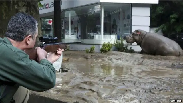 Bu su aygırı uyuşturularak yakalandı ama bazı hayvanlar öldürüldü