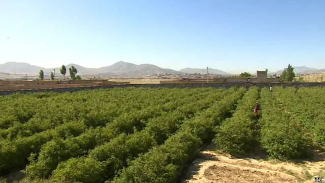 بنیاد ظاهرشاه زمین "باغ برای زندگی" را به دارلا هدیه کرده