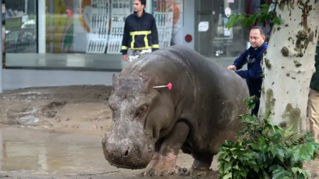 Hipopótamo en Tiflis