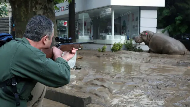 Hipopótamo en Tiflis