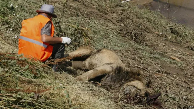 León muerto en Tiflis