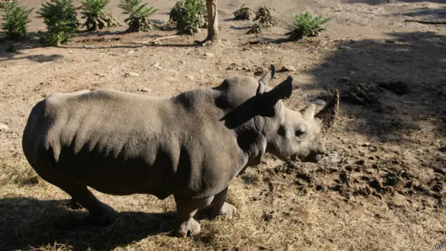 Носорог в Тбилиси