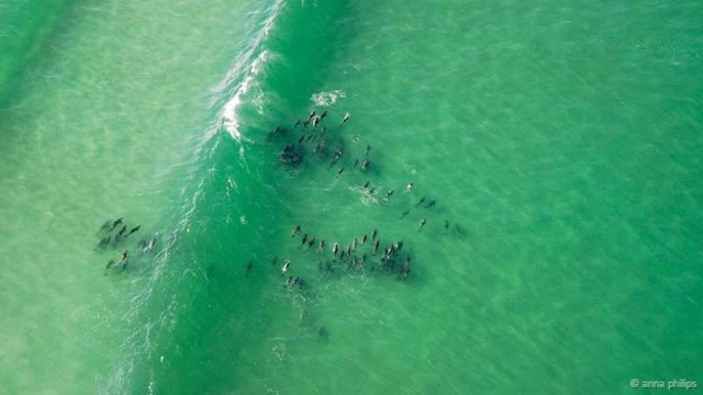 दक्षिण अफ्रीका की डॉल्फिन. क्रेडिट- अन्ना फिलिप्स.