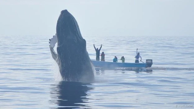 मेक्सिको में व्हेल. क्रेडिट- मैट कार्टर.
