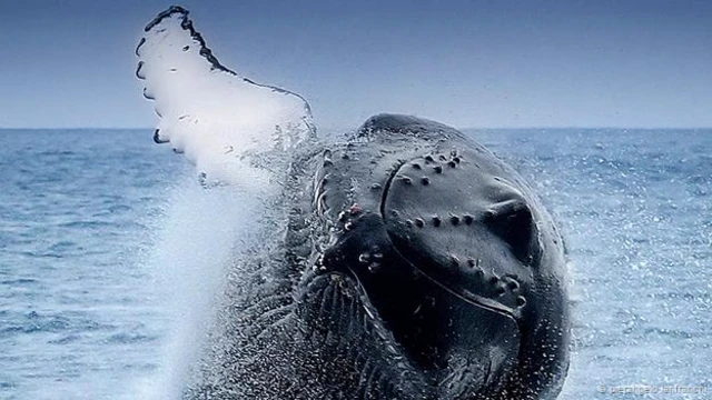 बरमूडा में समुद्रतट पर विशालकाय व्हेल. क्रेडिट- पियरांगलो लानफ्रांची. 