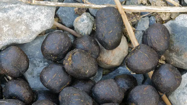 Afrika yo Hindistonda yoqilg‘i yo‘qligi uchun tappi yoqishadi, ammo chetga gaz sotayotgan o‘zbekning kuni nega tappiga qolgani noma‘lum