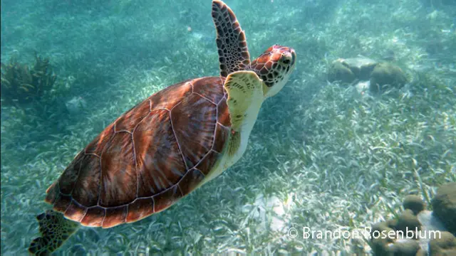 Son un hábitat importante para algunas especies animales en peligro, como las tortugas marinas.