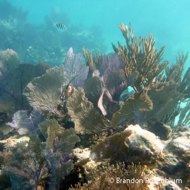 Es el arrecife de barrera del hemisferio norte.