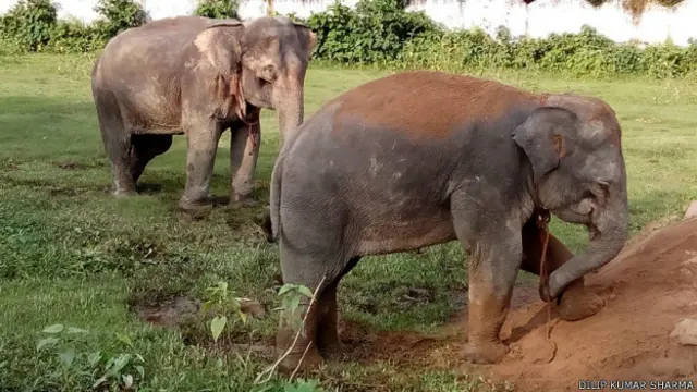  محققین نے اپنا تجربہ چوہوں، بکریوں، گائے اور ہاتھیوں پر کیا تھا