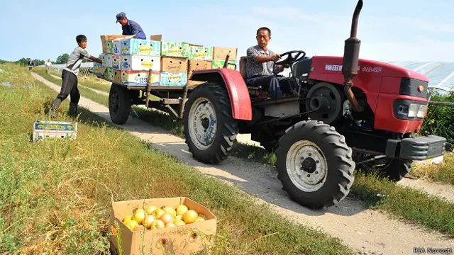 Китайские сельхозрабочие на уборке овощей в Челябинской области