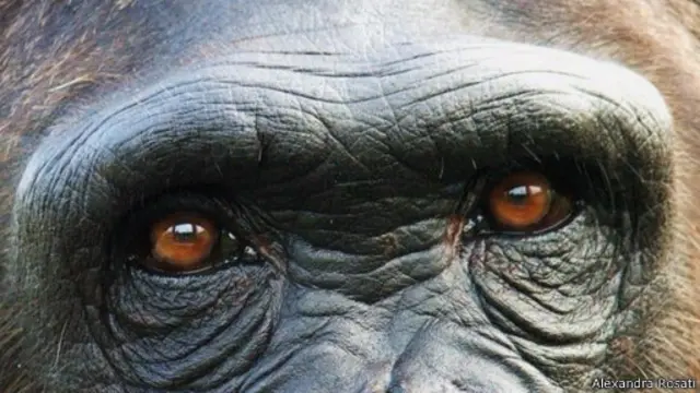 عيون القردة يمكن أن تكشف الكثير من أسرارها