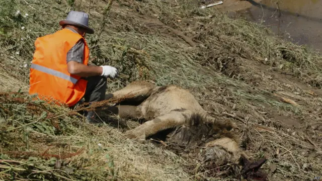 Лев из Тбилисского зоопарка, пострадавшего от наводнения