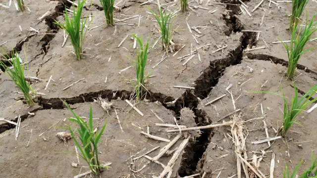 Высохшее рисовое поле в Южной Корее