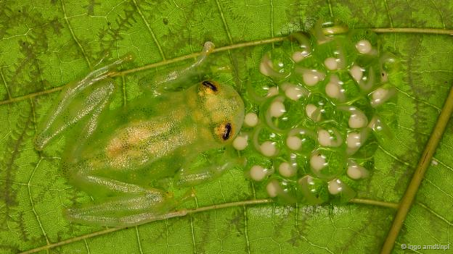 一只拉帕尔马玻璃青蛙和它的卵 (拉丁学名：Hyalinobatrachium valerioi) (图片来源:Ingo Arndt/NPL)