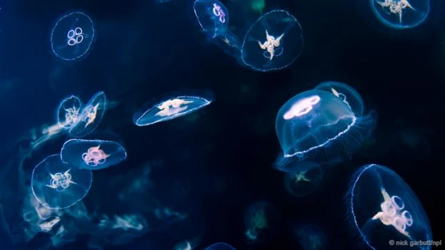 一群月亮水母 (拉丁学名：Aurelia aurita) (图片来源: Nick Garbutt/NPL)