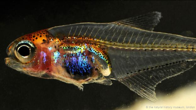 蓝肚鱼具有半透明身体 (图片来源: Natural History Museum, London)