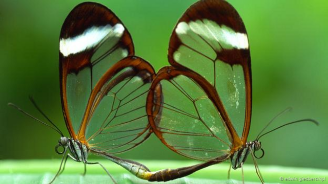 一对玻璃翅蝴蝶 (拉丁学名：Greta oto) (图片来源: Edwin Giesbers/NPL)