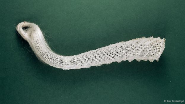 一只维纳斯花篮 (拉丁学名：Euplectella aspergillum) (图片来源:Kim Taylor/NPL)