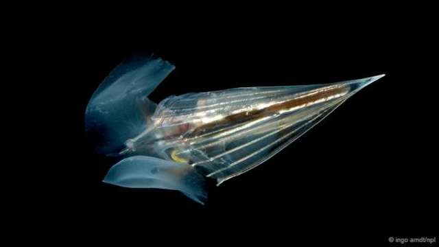 尖菱蝶螺, 一种海蝴蝶 (图片来源: Ingo Arndt/NPL)