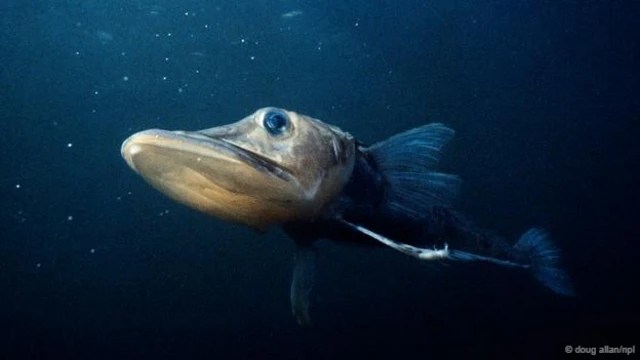 一条头带冰鱼 (拉丁学名：Chaenocephalus aceratus) (图片来源：Doug Allan/NPL)