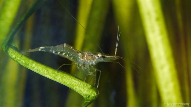 一只玻璃虾 (图片来源： blickwinkel/Alamy)