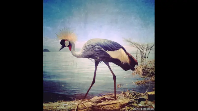 Sephi Bergerson. Goa, India 1st Place – Animals