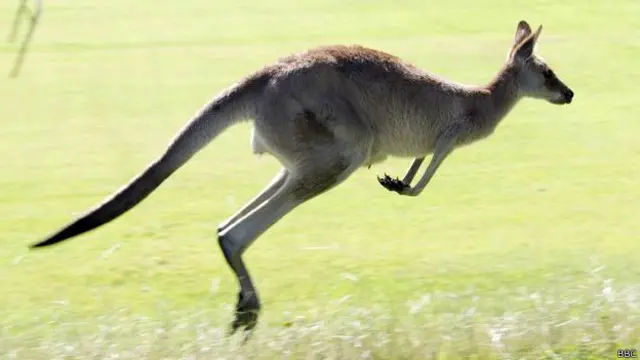 زیادہ تر کینگرو ’لیفٹ ہینڈڈ‘ ہوتے ہیں