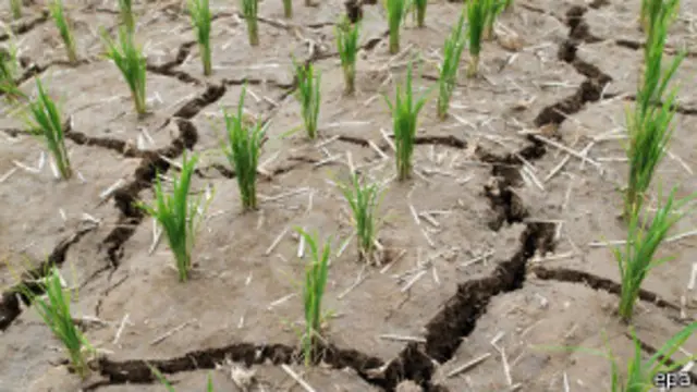 မိုးခေါင်းရေရှားမှုကြောင့် တောင်ကိုရီးယား ဘက်ခြမ်းက စပါးခင်းတွေလည်း ထိခိုက်။