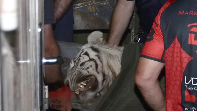 Застреленный тигр