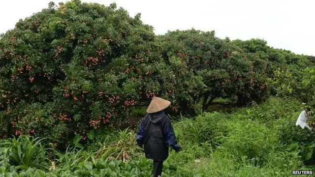 Cómo hizo Vietnam para mejorar espectacularmente la calidad de su ...