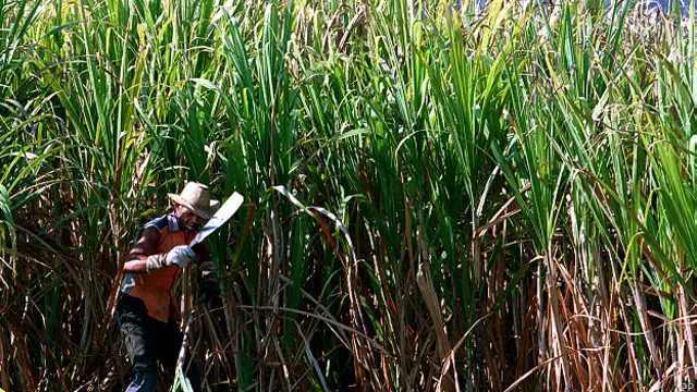 Caña azúcar Cuba