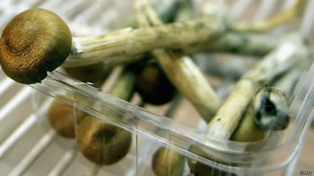 Hongos alucinógenos