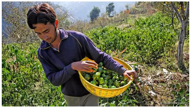 Nông dân Ấn Độ vẫn sùng kính khỉ nâu, bất chấp sự tàn phá mà loài này gây ra cho mùa màng