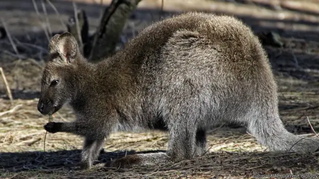 والابی گردنقرمز