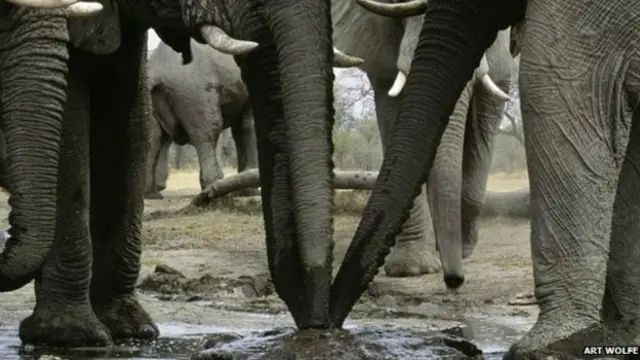 африканський слон