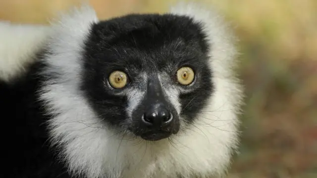 ناپید ہونے والے جانداروں میں لیمور کو سب سے زیادہ خطرہ لاحق ہے