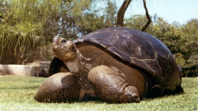 Черепаха Спид