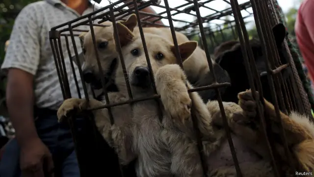 تنظم مدينة يولين سنويا مهرجان لحم الكلاب للإحتفاء بالإنقلاب الصيفي