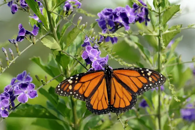 موسم سرما میں شدید سردیوں سے بچنے کے لیے یہ شاہی تتلیاں کینیڈا سے امریکہ ہوتے ہوئے میکسیکو کی طرف نقل مکانی کر جاتی ہیں اور وہاں کے جنگوں میں رہتی ہیں