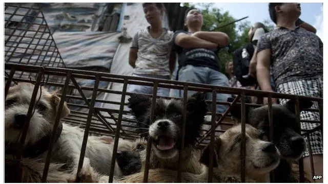 কুকুরের মাংস খাওয়ার উৎসব কয়েকশো বছরের পুরনো হলেও চীনের রাষ্ট্রীয় সংস্থার তথ্যমতে গত কয়েক বছর ধরে ইউলিনে এ উৎসব শুরু হয়েছে