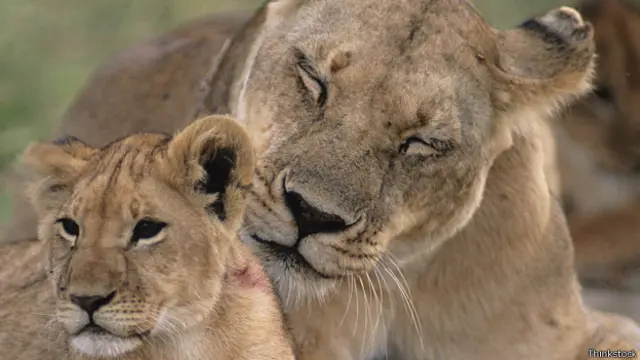 Львица со львенком