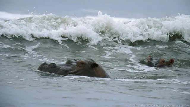 Бегемоты в Габоне