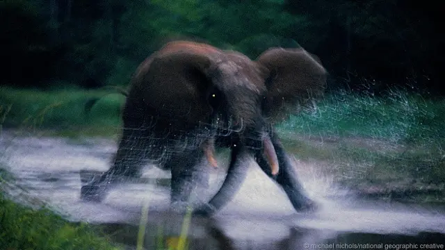 слон, несущийся прямо на фотографа. Снимок сделан в Конго