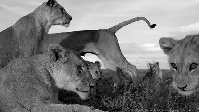 Среди львов