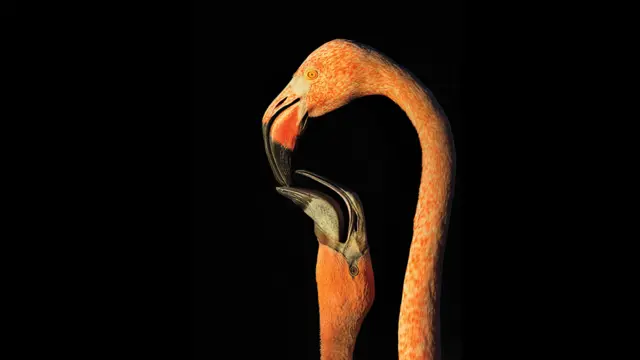 Foto: Steve Russell. 